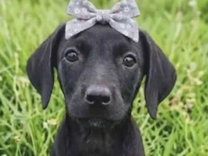 Cachorro raça SRD-ViraLata idade 2 a 6 meses nome Pietra