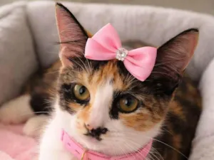 Gato raça SRD-ViraLata idade 1 ano nome Napolitana 