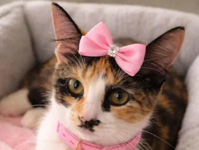 Gato raça SRD-ViraLata idade 1 ano nome Napolitana 