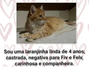 Gato raça SRD-ViraLata idade 4 anos nome Mãezinha
