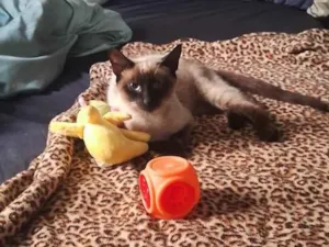 Gato raça Siamês idade 7 a 11 meses nome Mikasa