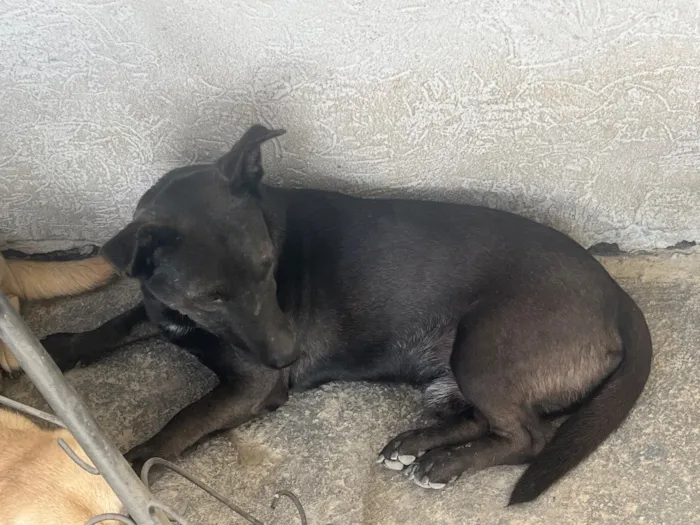 Cachorro raça SRD-ViraLata idade 2 anos nome Preto