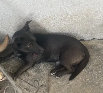 Cachorro raça SRD-ViraLata idade 2 anos nome Preto