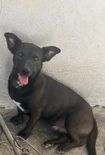 Cachorro raça SRD-ViraLata idade 2 anos nome Preto