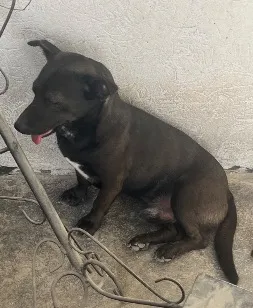 Cachorro raça SRD-ViraLata idade 2 anos nome Preto