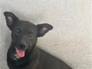 Cachorro raça SRD-ViraLata idade 2 anos nome Preto