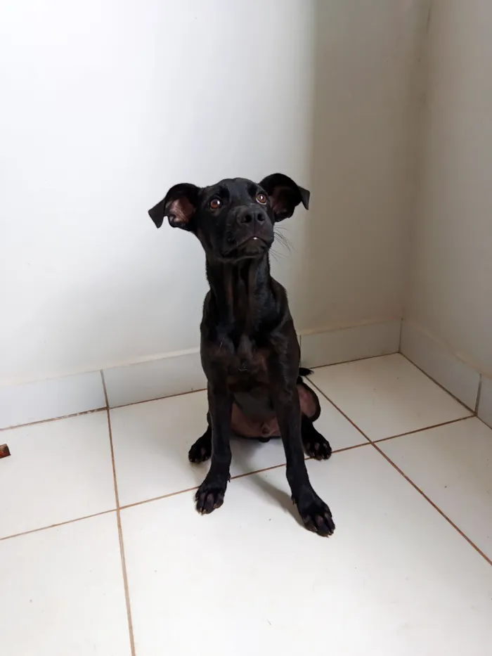 Cachorro raça SRD-ViraLata idade 2 a 6 meses nome Loki 