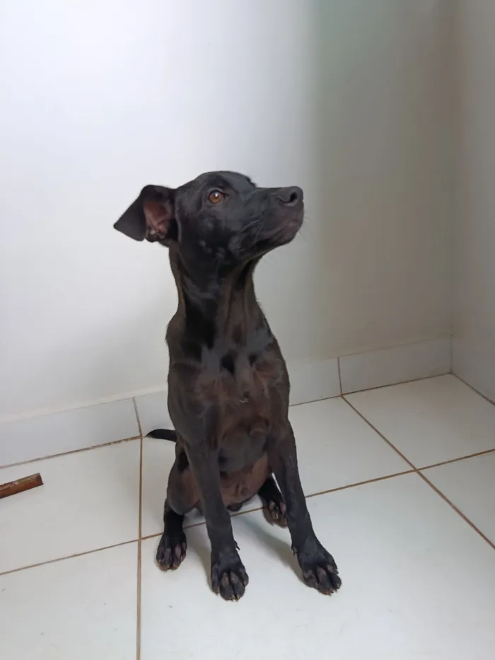 Cachorro raça SRD-ViraLata idade 2 a 6 meses nome Loki 