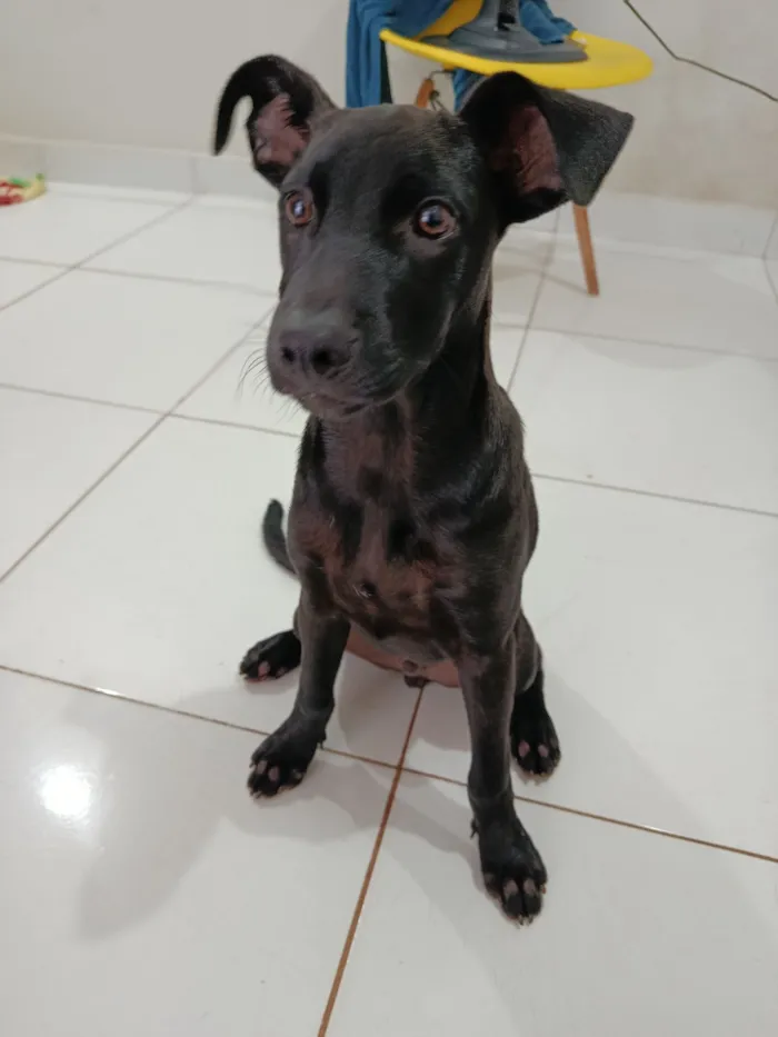 Cachorro raça SRD-ViraLata idade 2 a 6 meses nome Loki 