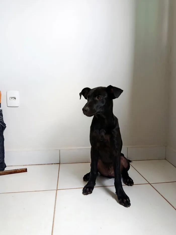 Cachorro raça SRD-ViraLata idade 2 a 6 meses nome Loki 