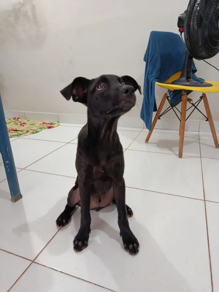 Cachorro raça SRD-ViraLata idade 2 a 6 meses nome Loki 