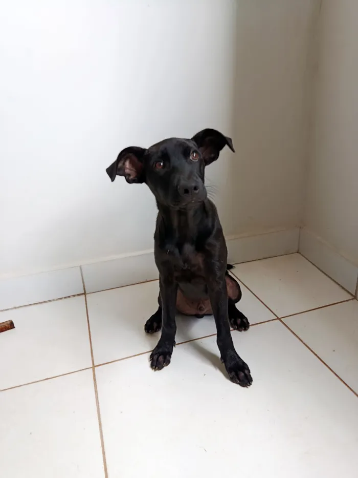 Cachorro raça SRD-ViraLata idade 2 a 6 meses nome Loki 