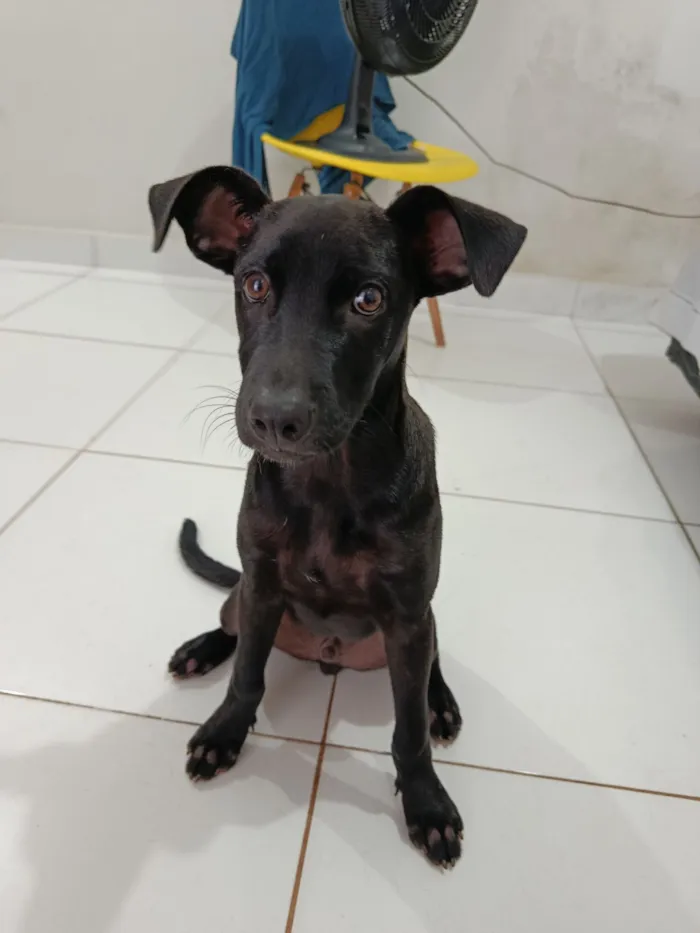 Cachorro raça SRD-ViraLata idade 2 a 6 meses nome Loki 