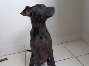Cachorro raça SRD-ViraLata idade 2 a 6 meses nome Loki 