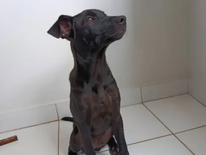 Cachorro raça SRD-ViraLata idade 2 a 6 meses nome Loki 