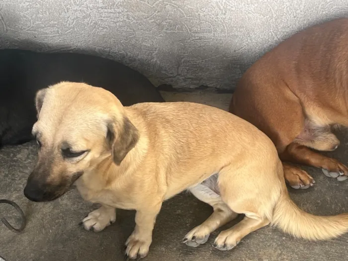 Cachorro raça SRD-ViraLata idade 2 anos nome Guria 