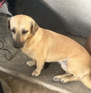 Cachorro raça SRD-ViraLata idade 2 anos nome Guria 