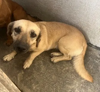 Cachorro raça SRD-ViraLata idade 2 anos nome Guria 