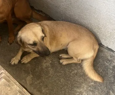 Cachorro raça SRD-ViraLata idade 2 anos nome Guria 