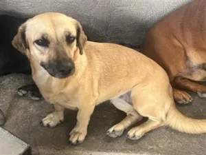 Cachorro raça SRD-ViraLata idade 2 anos nome Guria 