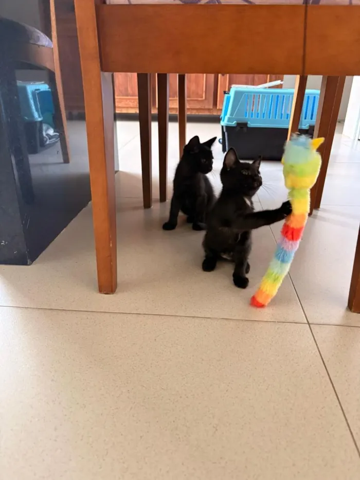 Gato raça SRD-ViraLata idade Abaixo de 2 meses nome João e Maria