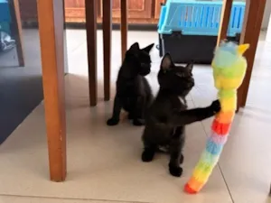 Gato raça SRD-ViraLata idade Abaixo de 2 meses nome João e Maria