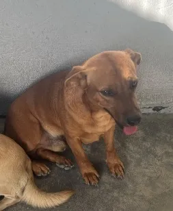 Cachorro raça SRD-ViraLata idade 2 anos nome Rufos