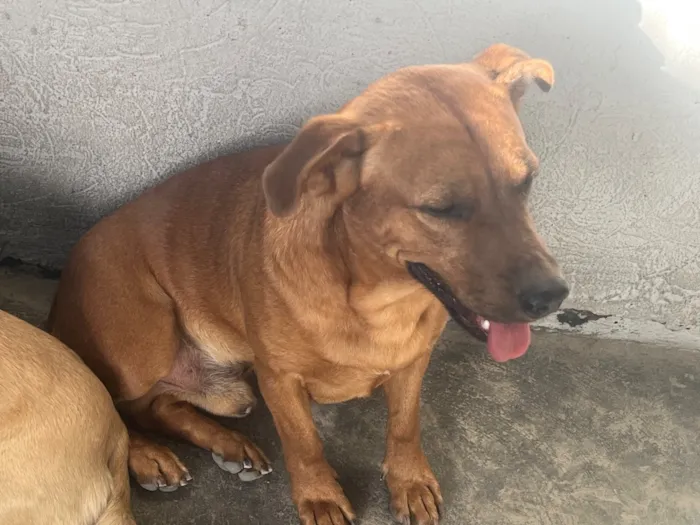 Cachorro raça SRD-ViraLata idade 2 anos nome Rufos