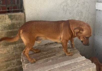 Cachorro raça SRD-ViraLata idade 2 anos nome Rufos
