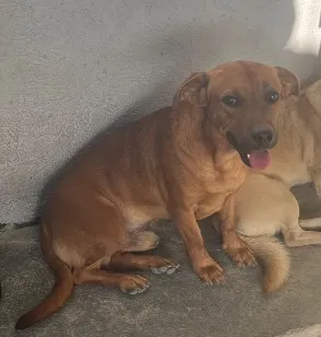 Cachorro raça SRD-ViraLata idade 2 anos nome Rufos