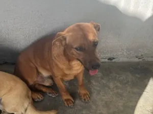 Cachorro raça SRD-ViraLata idade 2 anos nome Rufos