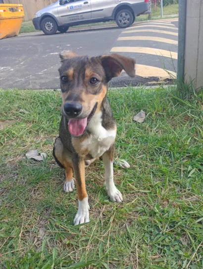 Cachorro raça SRD-ViraLata idade 7 a 11 meses nome Biscoito 