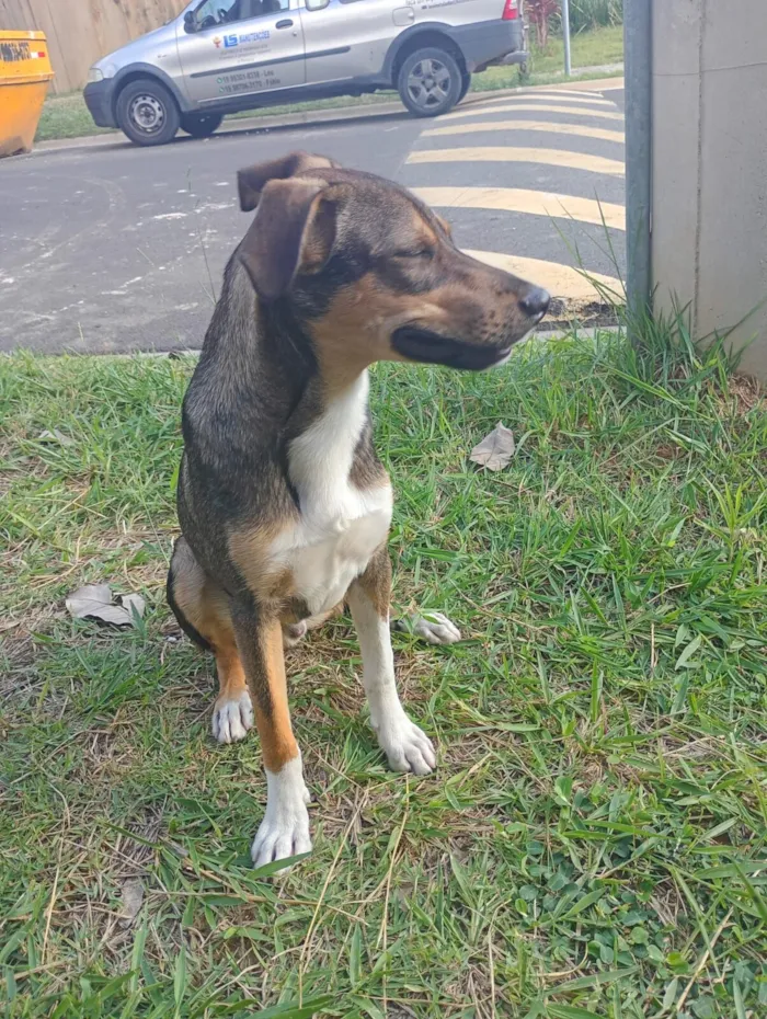 Cachorro raça SRD-ViraLata idade 7 a 11 meses nome Biscoito 