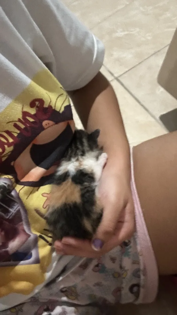 Gato raça SRD-ViraLata idade Abaixo de 2 meses nome Sem nome 