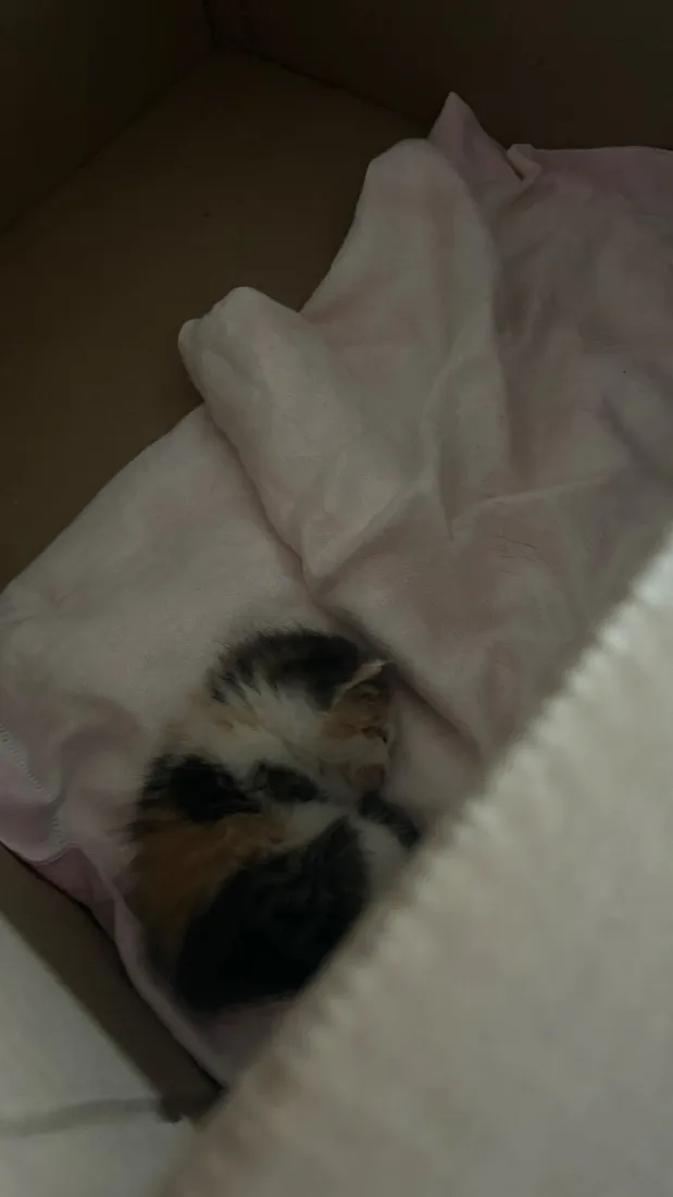 Gato raça SRD-ViraLata idade Abaixo de 2 meses nome Sem nome 