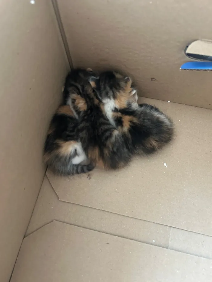 Gato raça SRD-ViraLata idade Abaixo de 2 meses nome Sem nome 