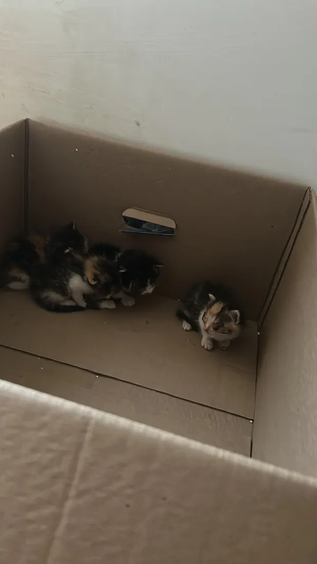 Gato raça SRD-ViraLata idade Abaixo de 2 meses nome Sem nome 