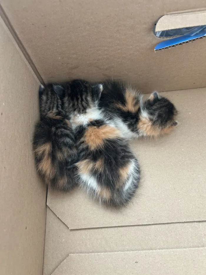 Gato raça SRD-ViraLata idade Abaixo de 2 meses nome Sem nome 