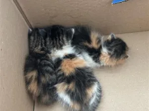 Gato raça SRD-ViraLata idade Abaixo de 2 meses nome Sem nome 