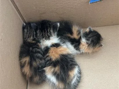 Gato raça SRD-ViraLata idade Abaixo de 2 meses nome Sem nome 