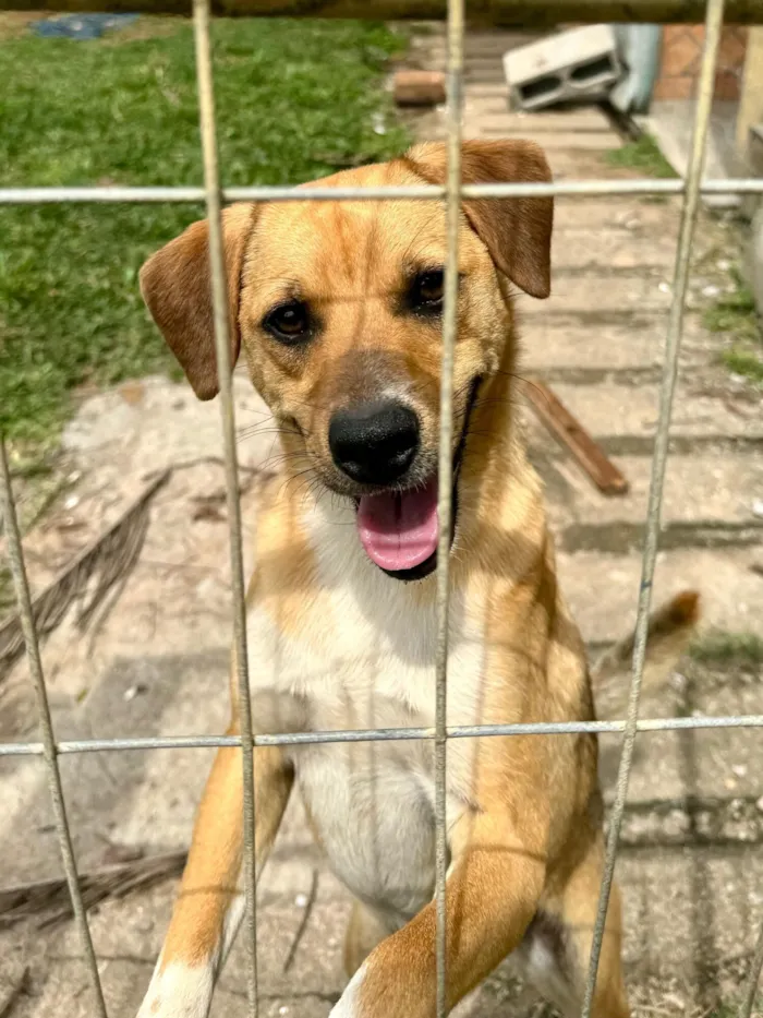 Cachorro raça SRD-ViraLata idade 2 anos nome Caramelinho 