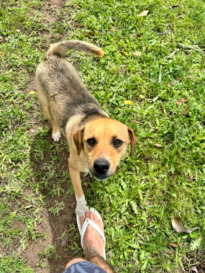 Cachorro raça SRD-ViraLata idade 2 anos nome Caramelinho 