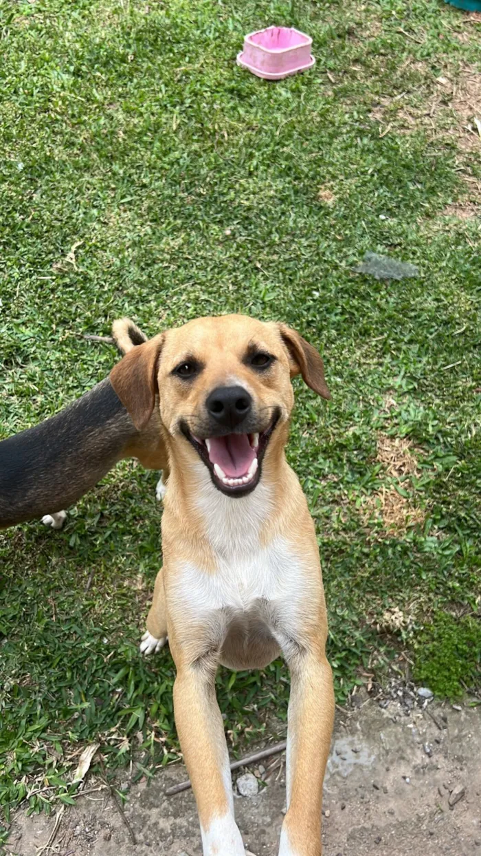 Cachorro raça SRD-ViraLata idade 2 anos nome Caramelinho 