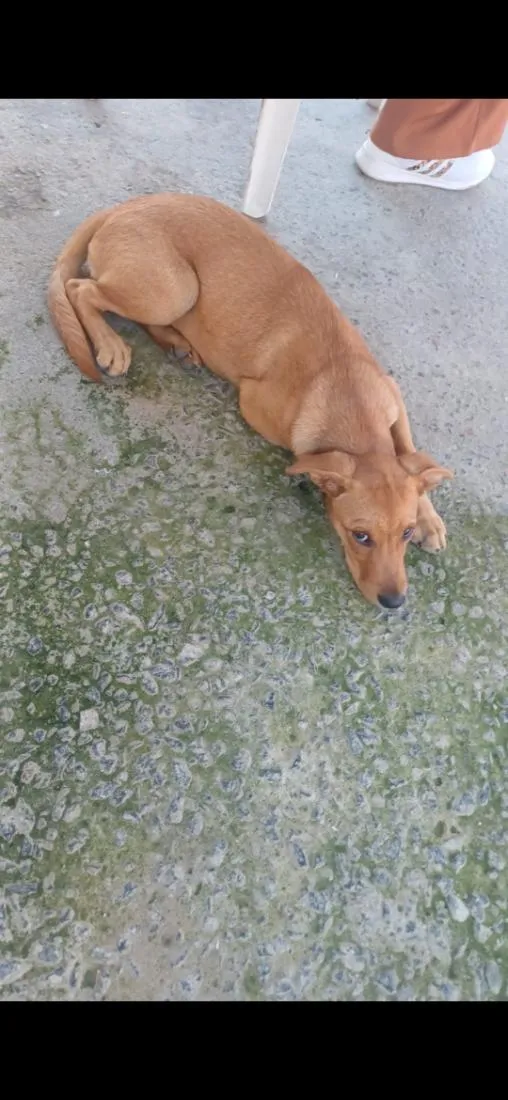 Cachorro raça SRD-ViraLata idade 2 a 6 meses nome LUPITA, MIA E CHUCHU