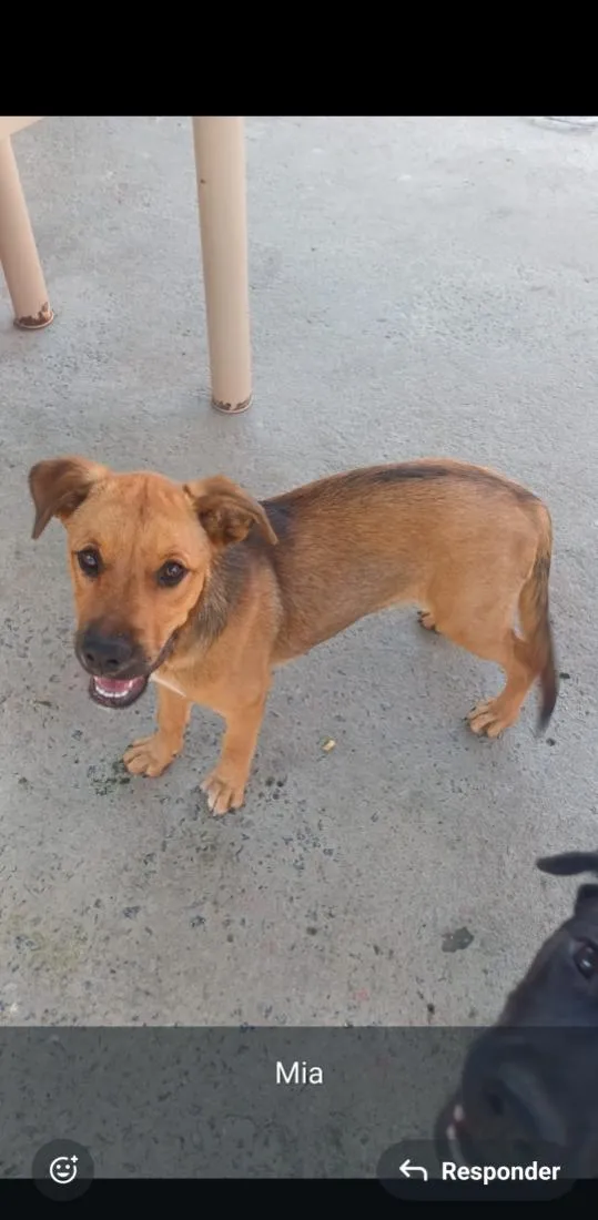 Cachorro raça SRD-ViraLata idade 2 a 6 meses nome LUPITA, MIA E CHUCHU