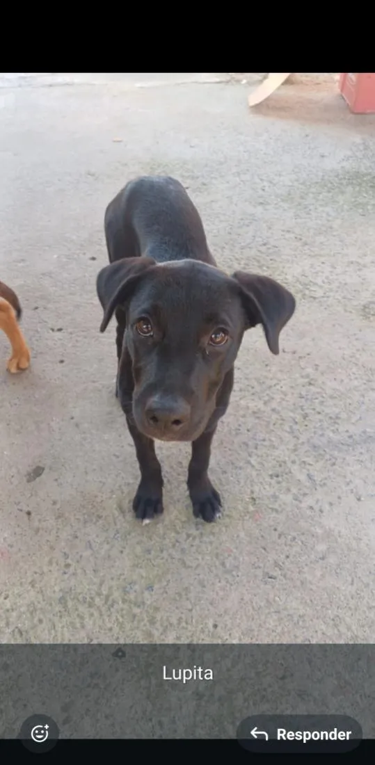 Cachorro raça SRD-ViraLata idade 2 a 6 meses nome LUPITA, MIA E CHUCHU
