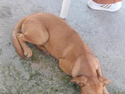 Cachorro raça SRD-ViraLata idade 2 a 6 meses nome LUPITA, MIA E CHUCHU