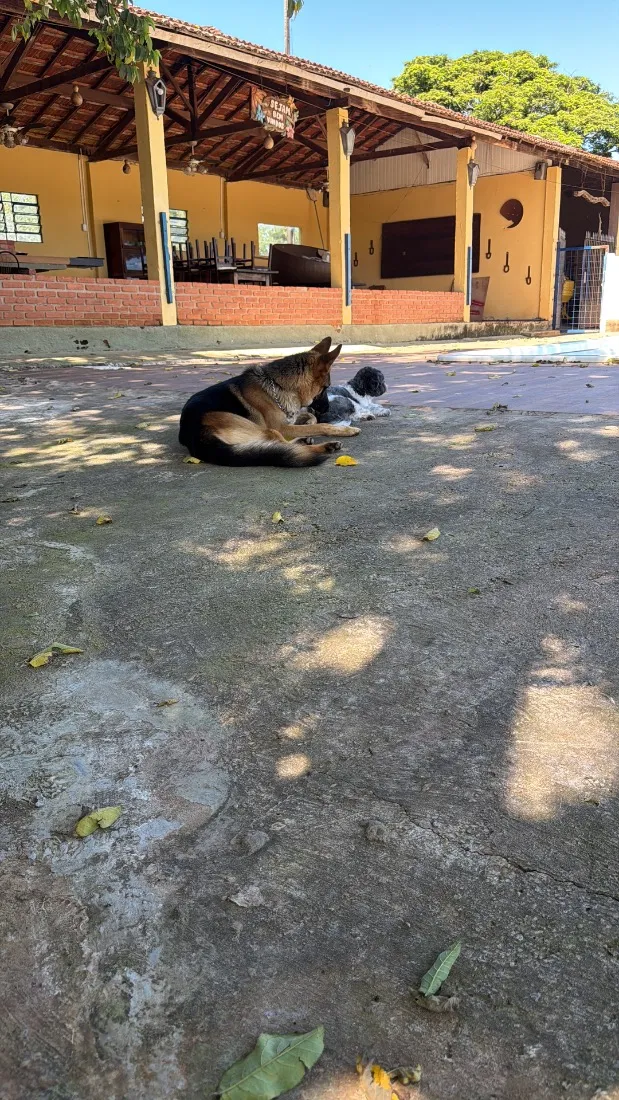 Cachorro raça Pastor Alemão idade 2 anos nome Fritz