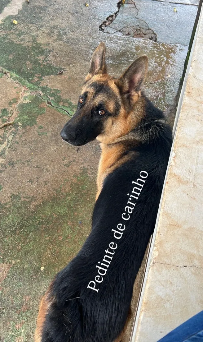 Cachorro raça Pastor Alemão idade 2 anos nome Fritz