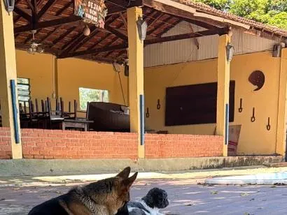 Cachorro raça Pastor Alemão idade 2 anos nome Fritz